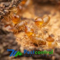 711 Termite Pest Control Adelaide image 9